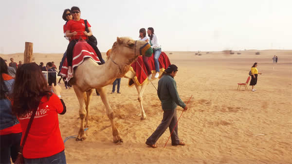 Morning Safari camel deals